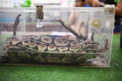 Leadership-Day-and-ECA-Carnival-392