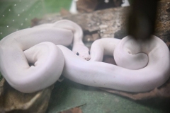 Leadership-Day-and-ECA-Carnival-393 Leadership-Day-and-ECA-Carnival-393